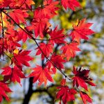 紅葉の種類や数って？葉の特徴や色にはこんな違いがありました！